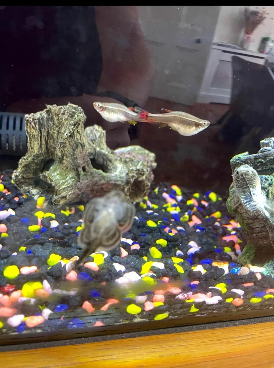 Fish tank 57L + 5 Fish - Image 2