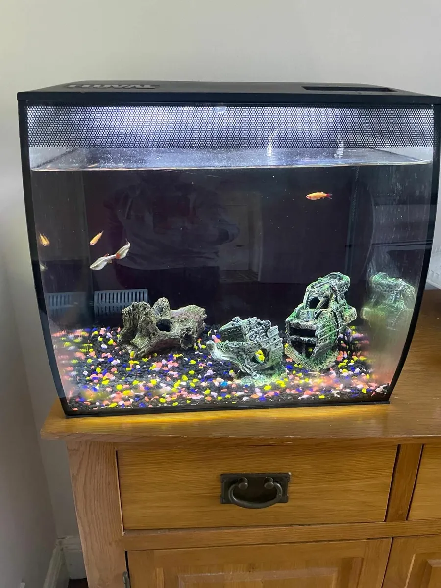 Fish tank 57L + 5 Fish - Image 1