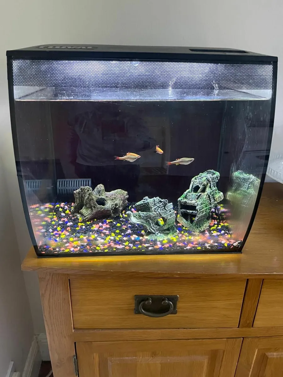 Fish tank 57L + 5 Fish - Image 4