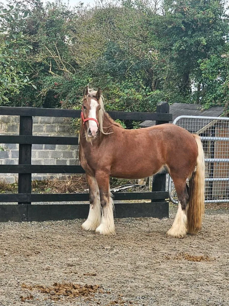 Chestnut filly - Image 2