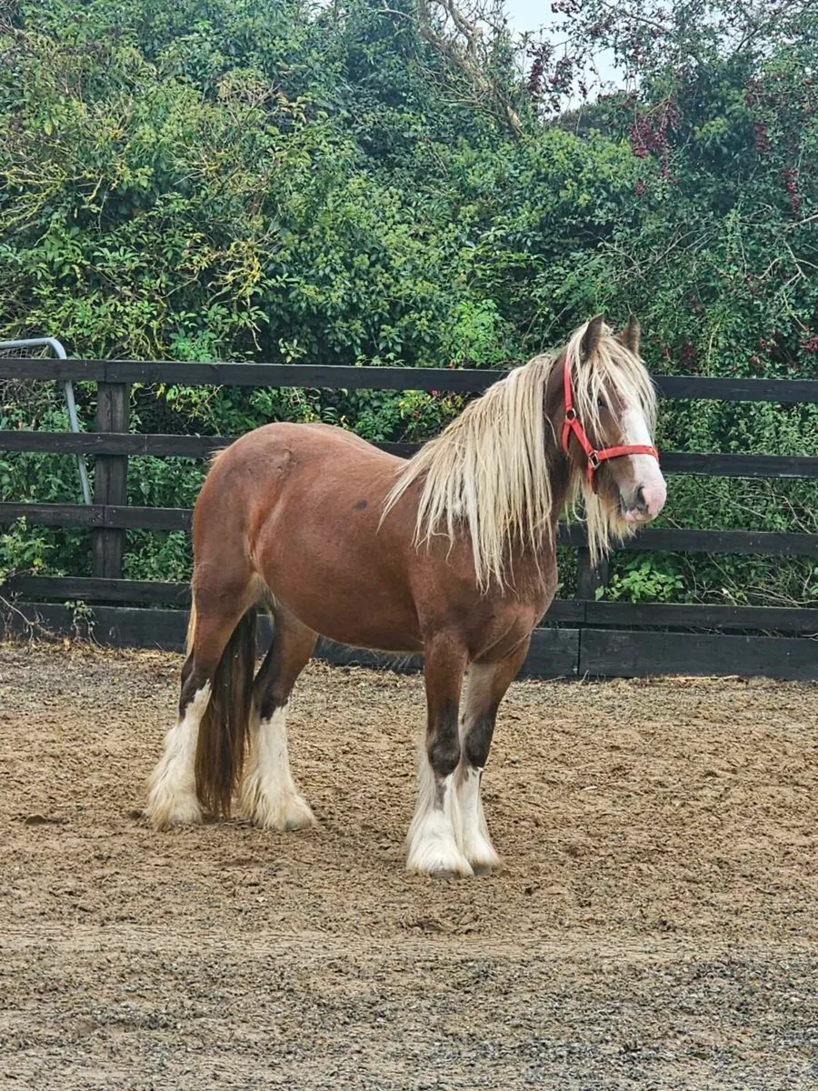 Chestnut filly - Image 3