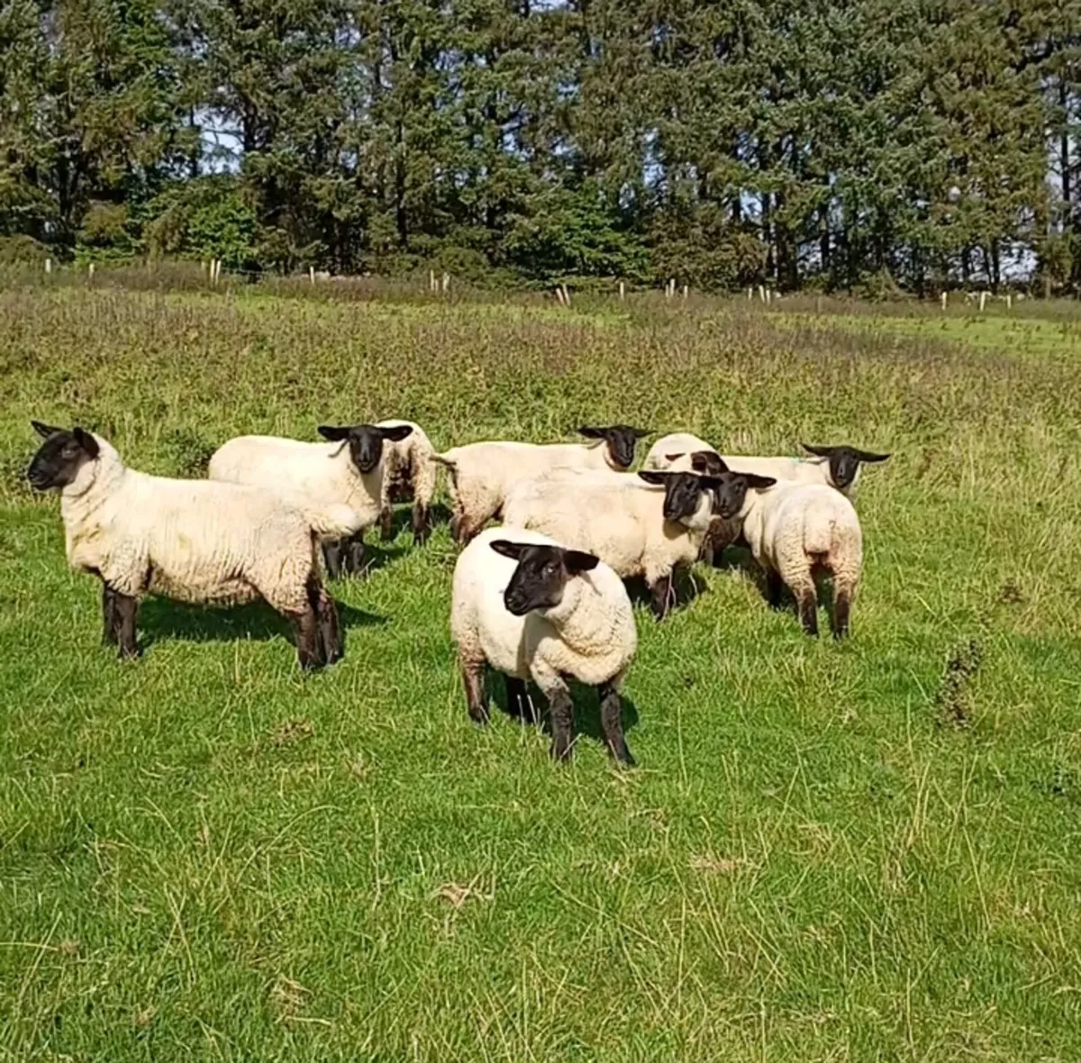 10 Suffolk ewe lambs - Image 1