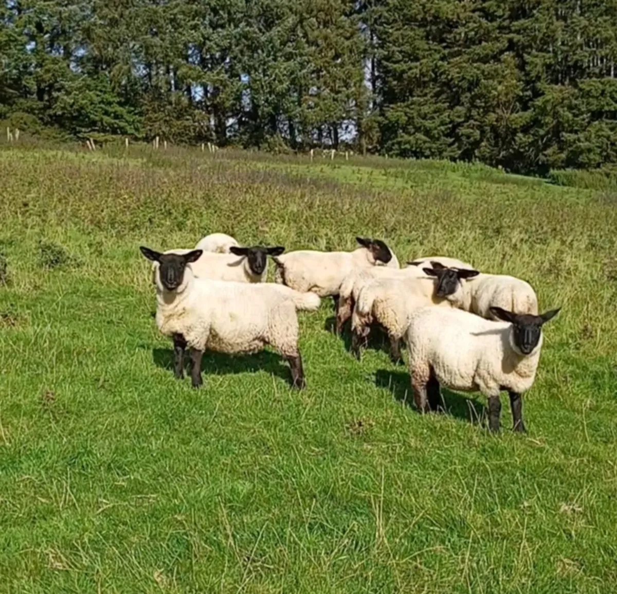 10 Suffolk ewe lambs - Image 2