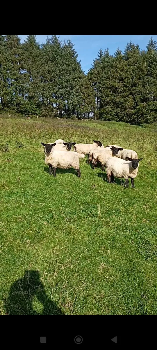 10 Suffolk ewe lambs - Image 3