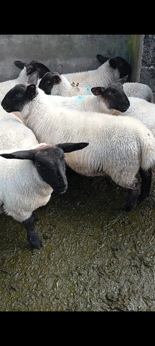 10 Suffolk ewe lambs - Image 4