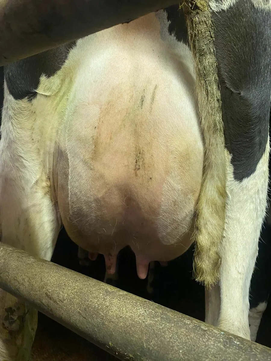 Holstein/Friesian in calf heifers - Image 2