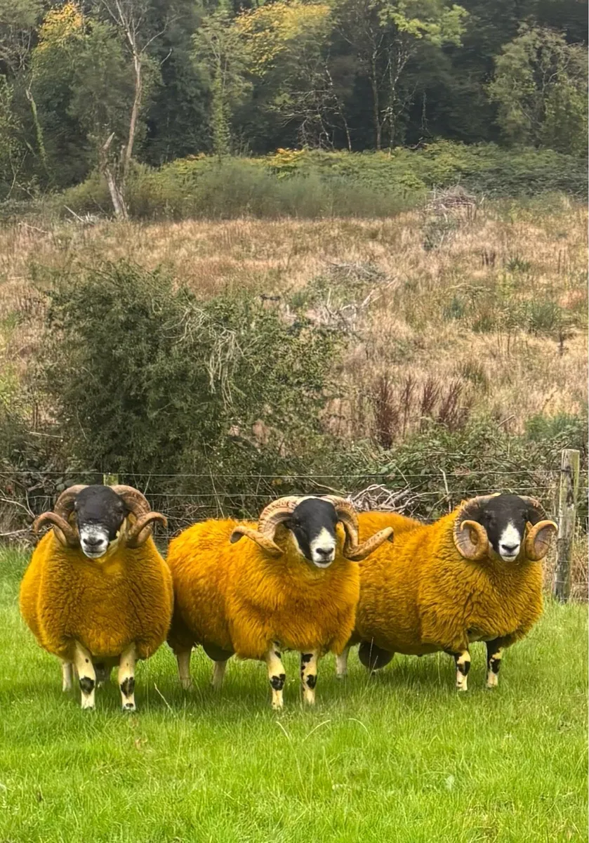 Shearling Rams - Image 1
