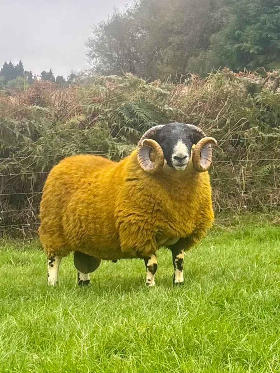Shearling Rams - Image 2