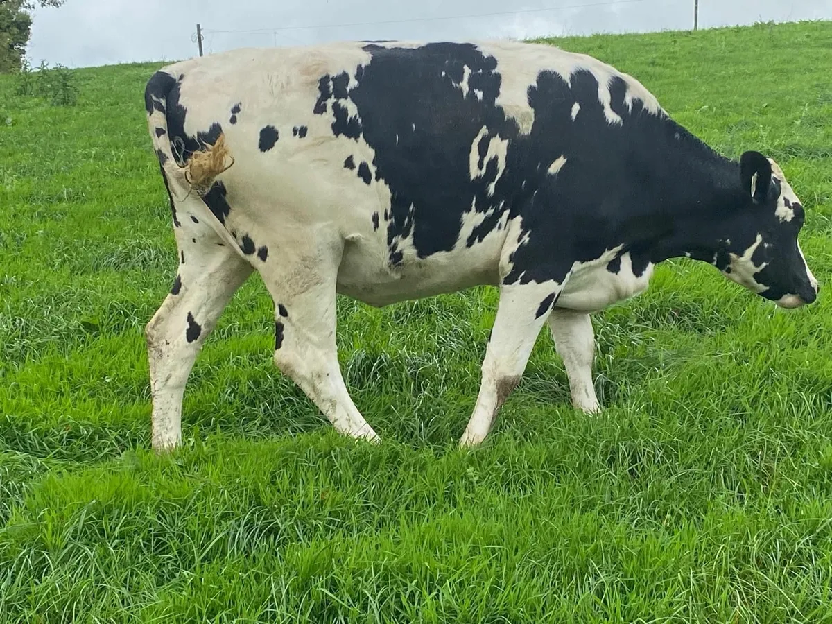 Holstein/Friesian in calf heifers - Image 3