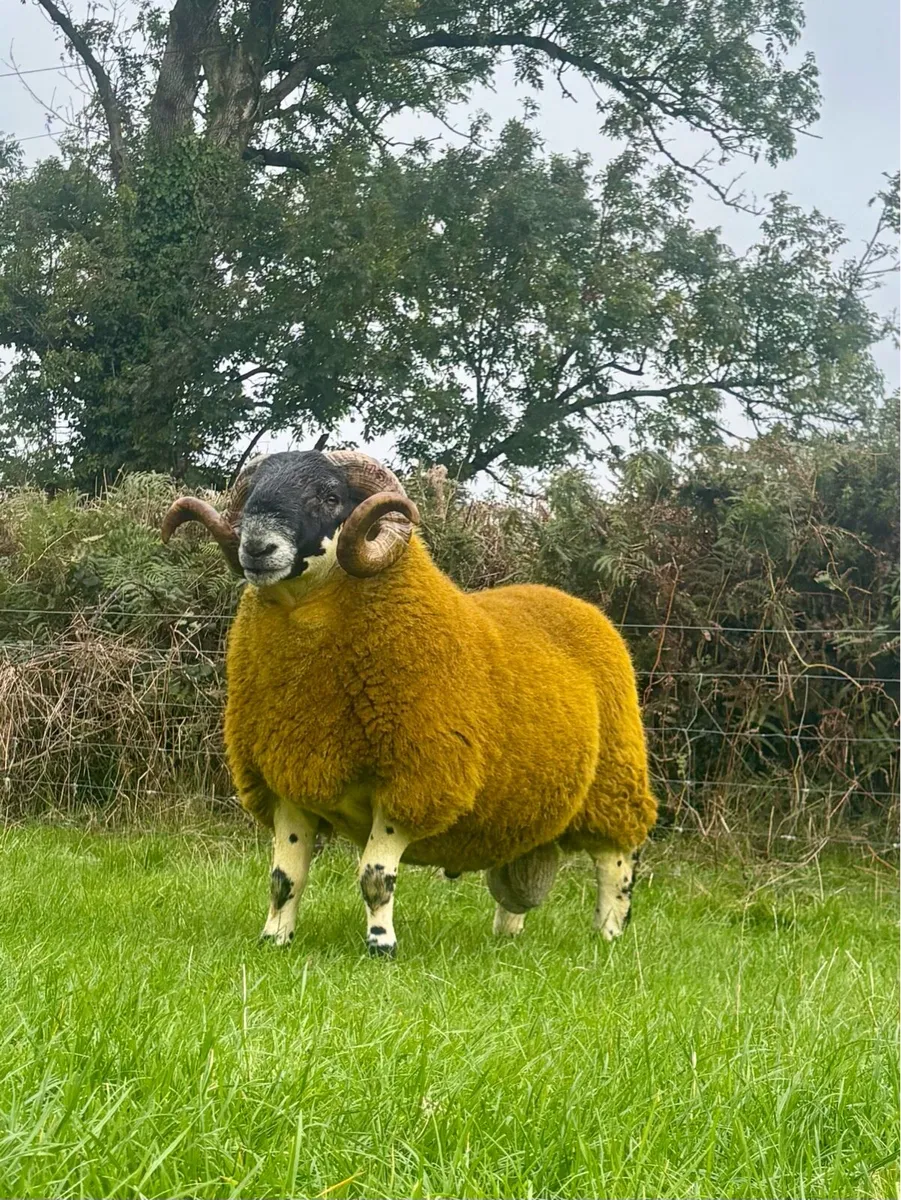 Shearling Rams - Image 3