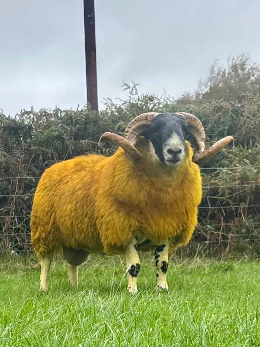 Shearling Rams - Image 4