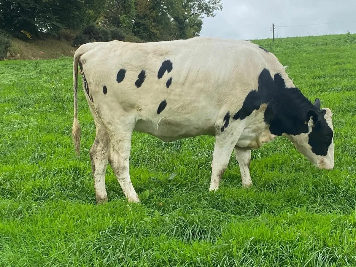 Holstein/Friesian in calf heifers - Image 1
