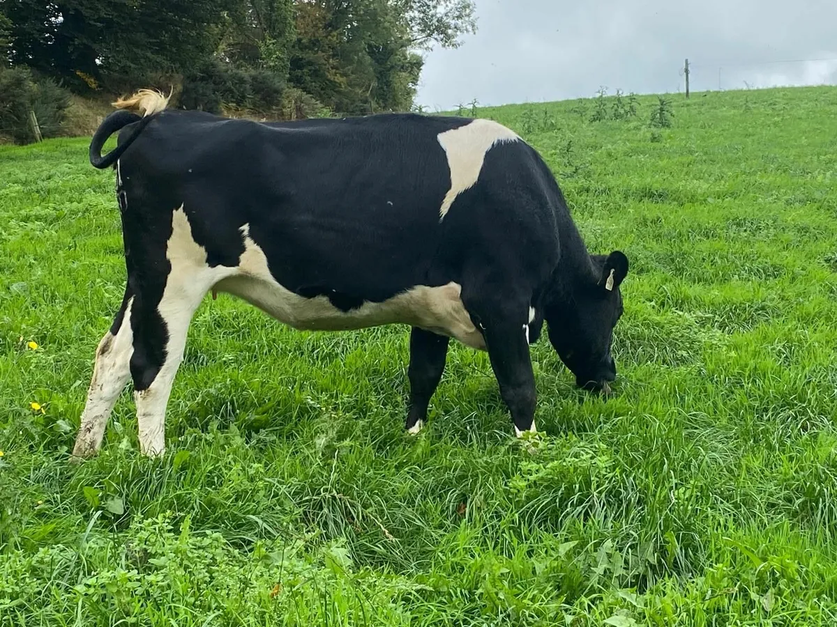Holstein/Friesian in calf heifers - Image 4