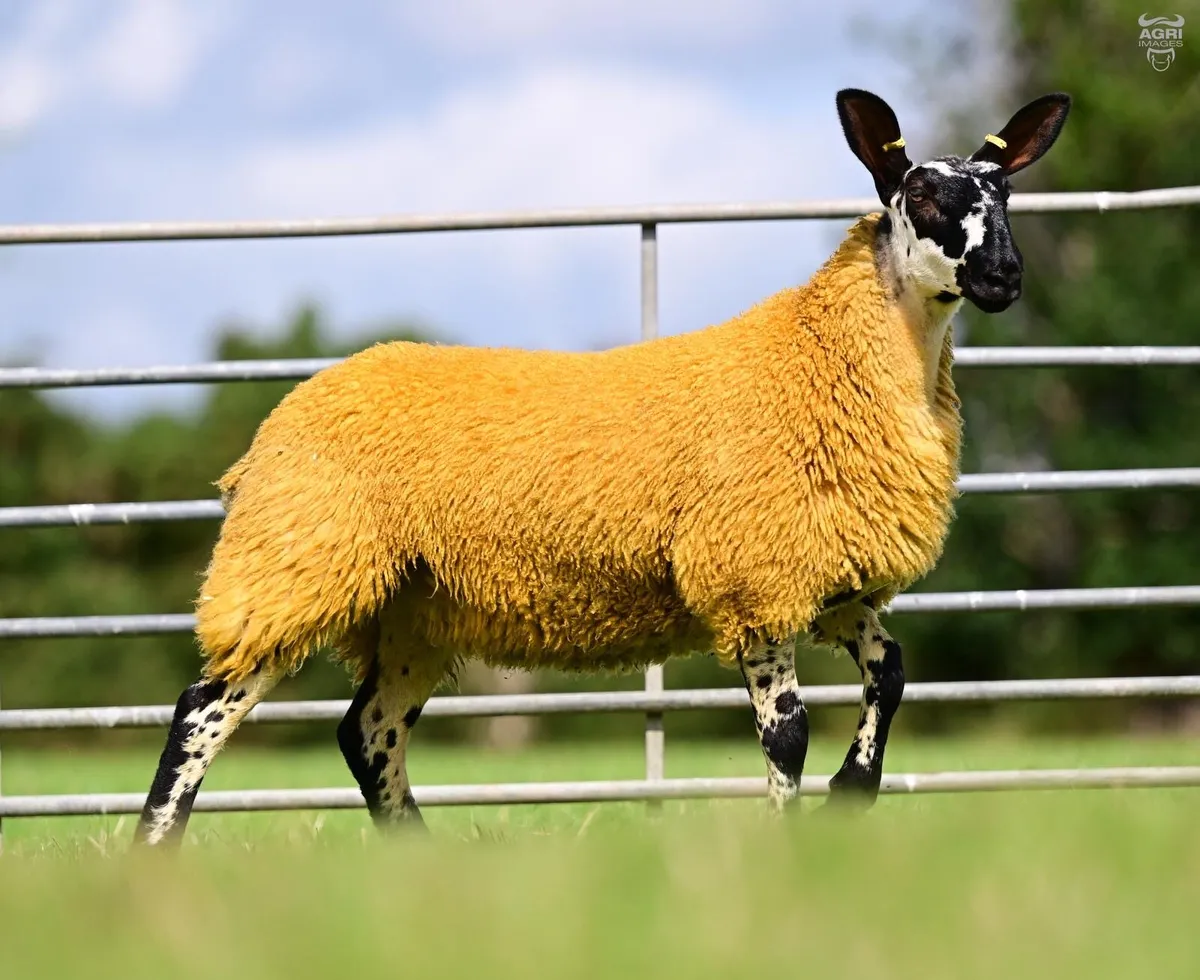 Milford Shearling Rams and Ram lambs - Image 2