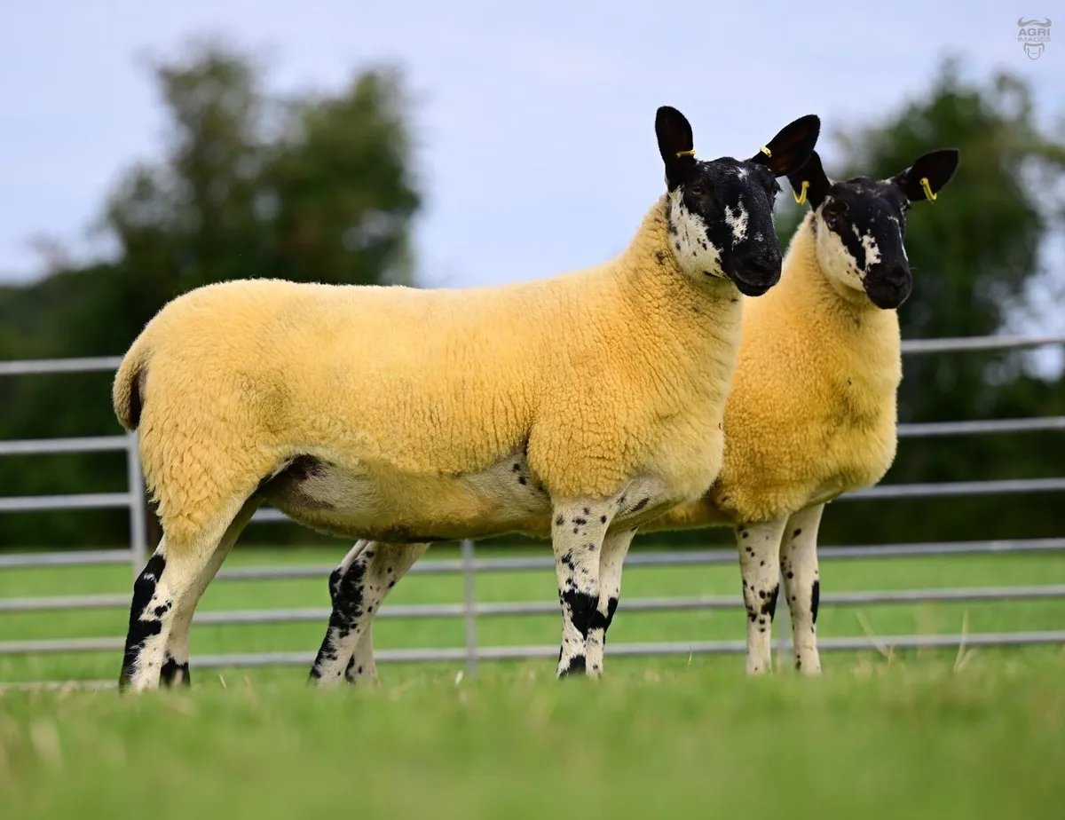 Milford Shearling Rams and Ram lambs - Image 3