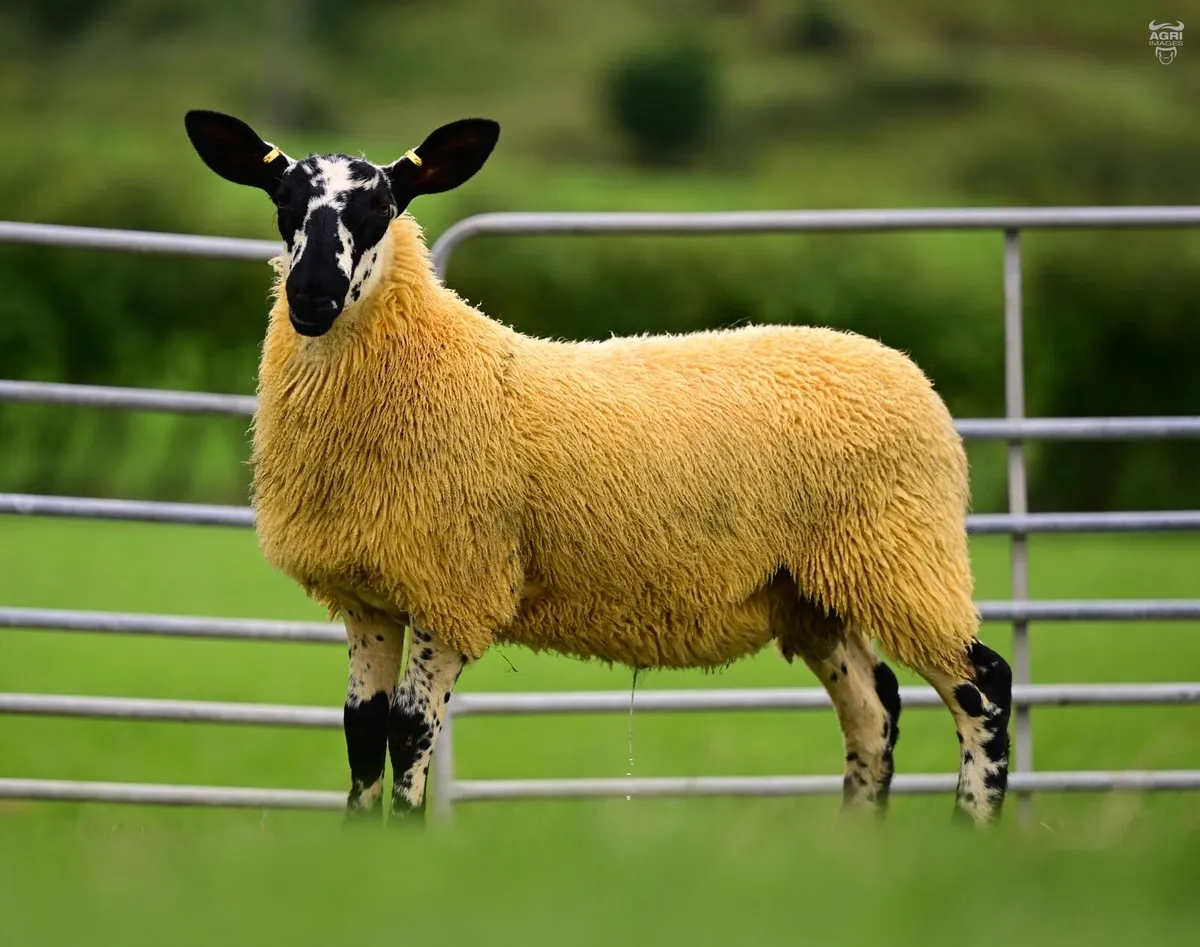 Milford Shearling Rams and Ram lambs - Image 4