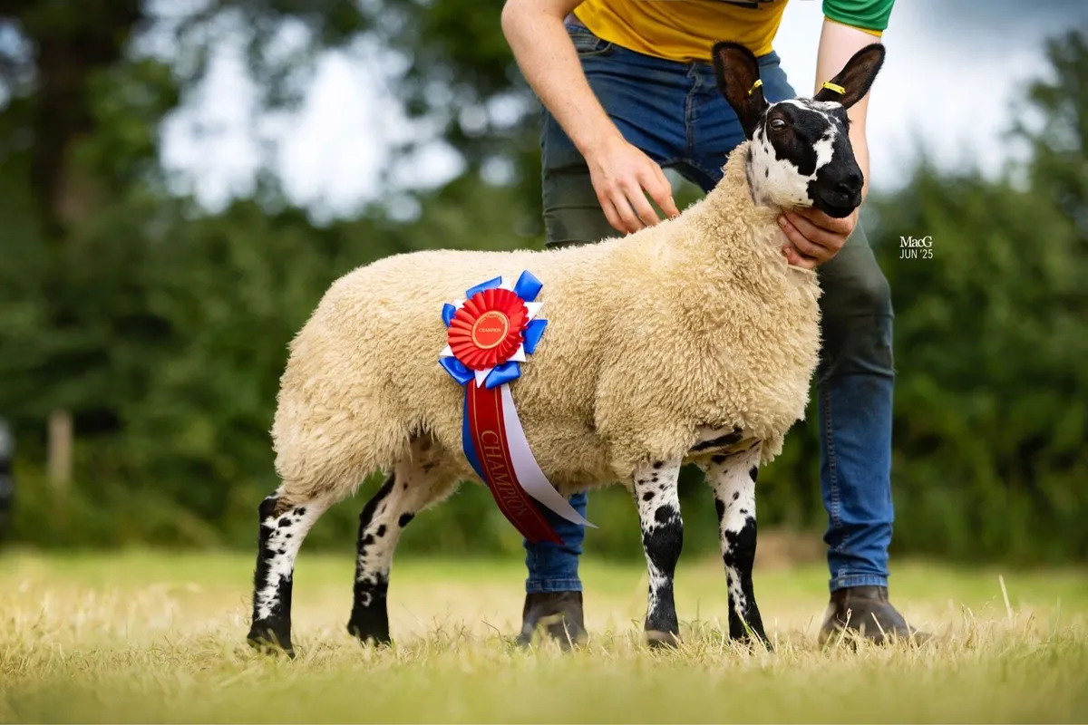 Milford Shearling Rams and Ram lambs - Image 1