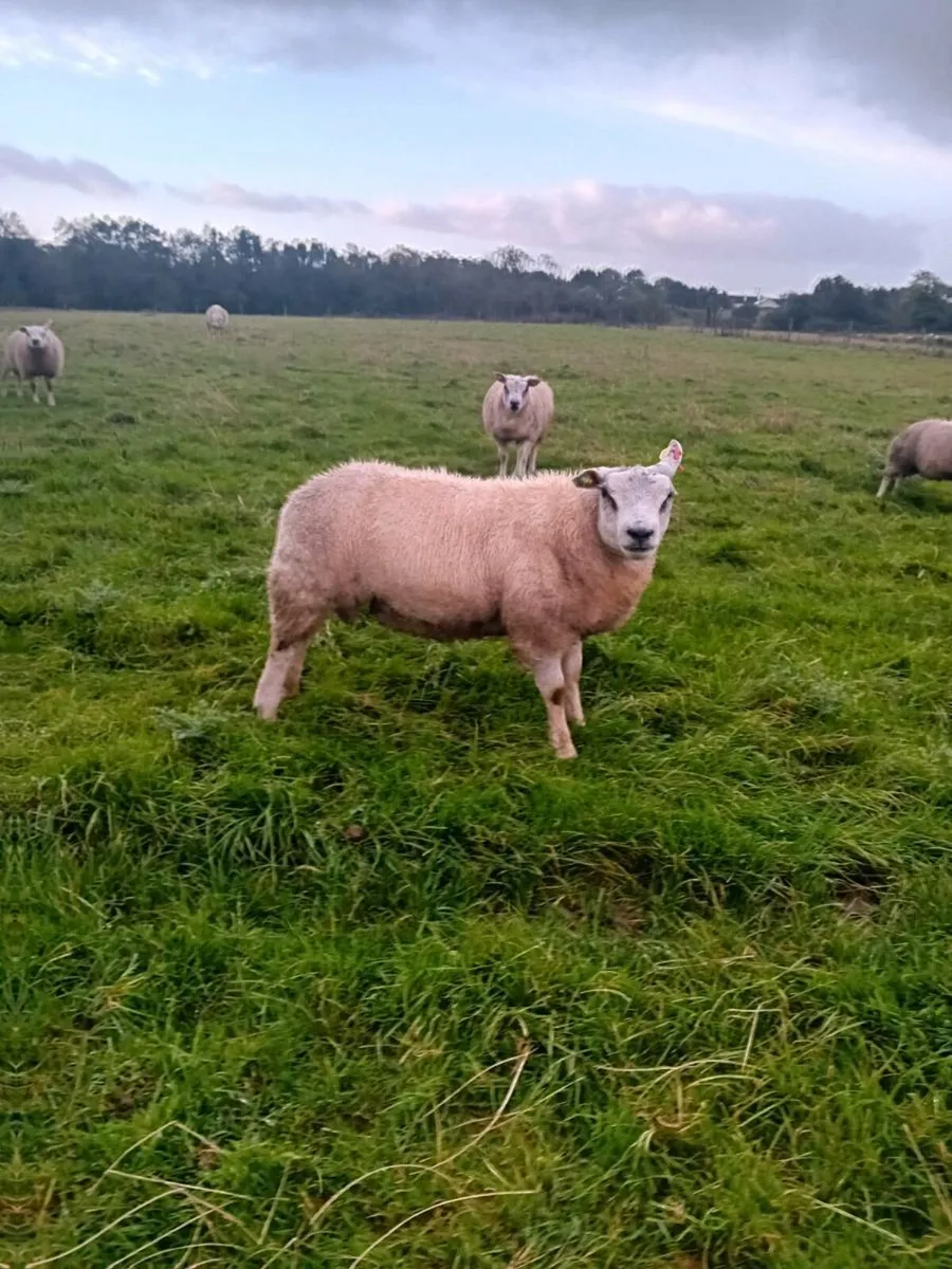Winter grazing  required  for sheep
