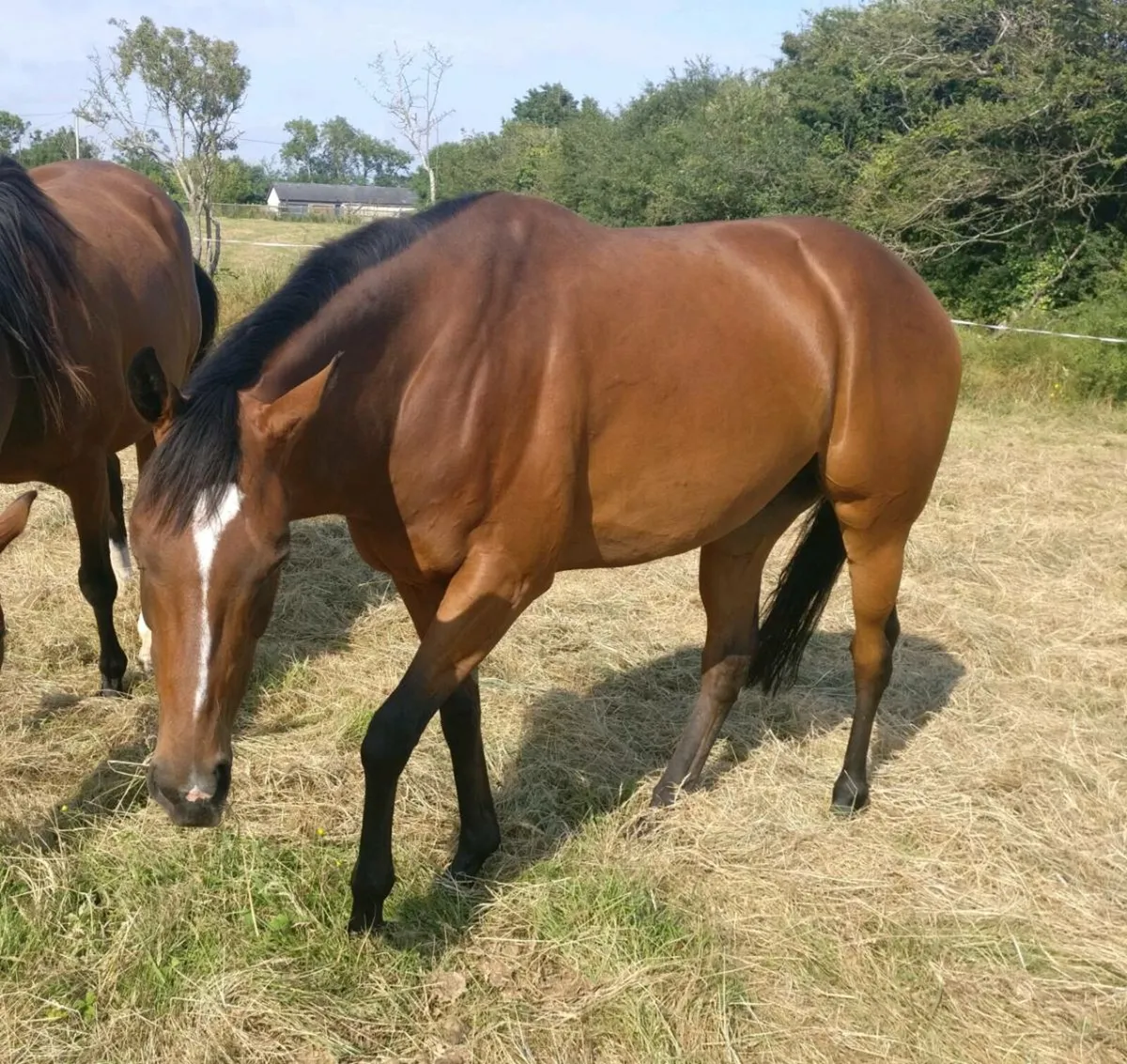Thoroughbred mare - Image 1