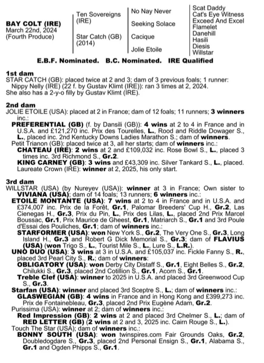 Thoroughbred mare - Image 2