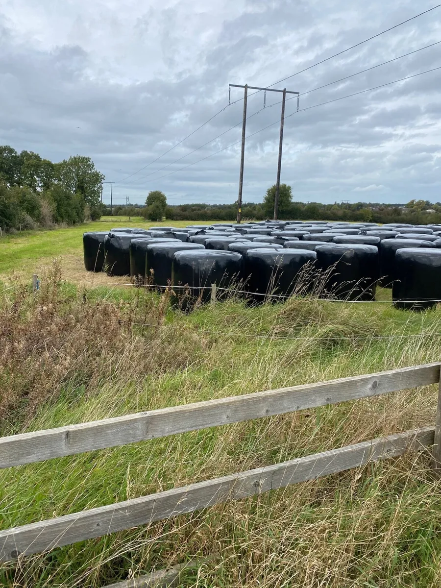 Silage - Image 2