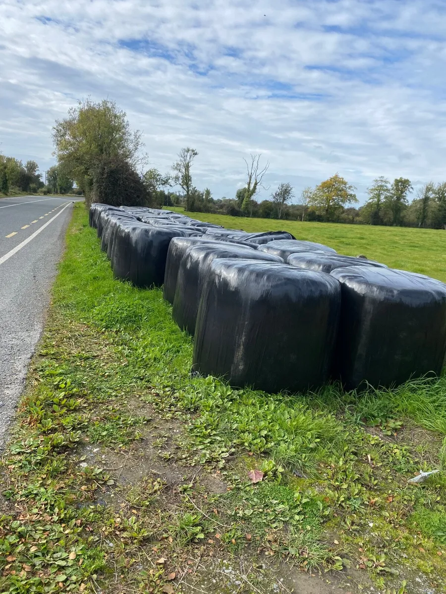 Silage - Image 3