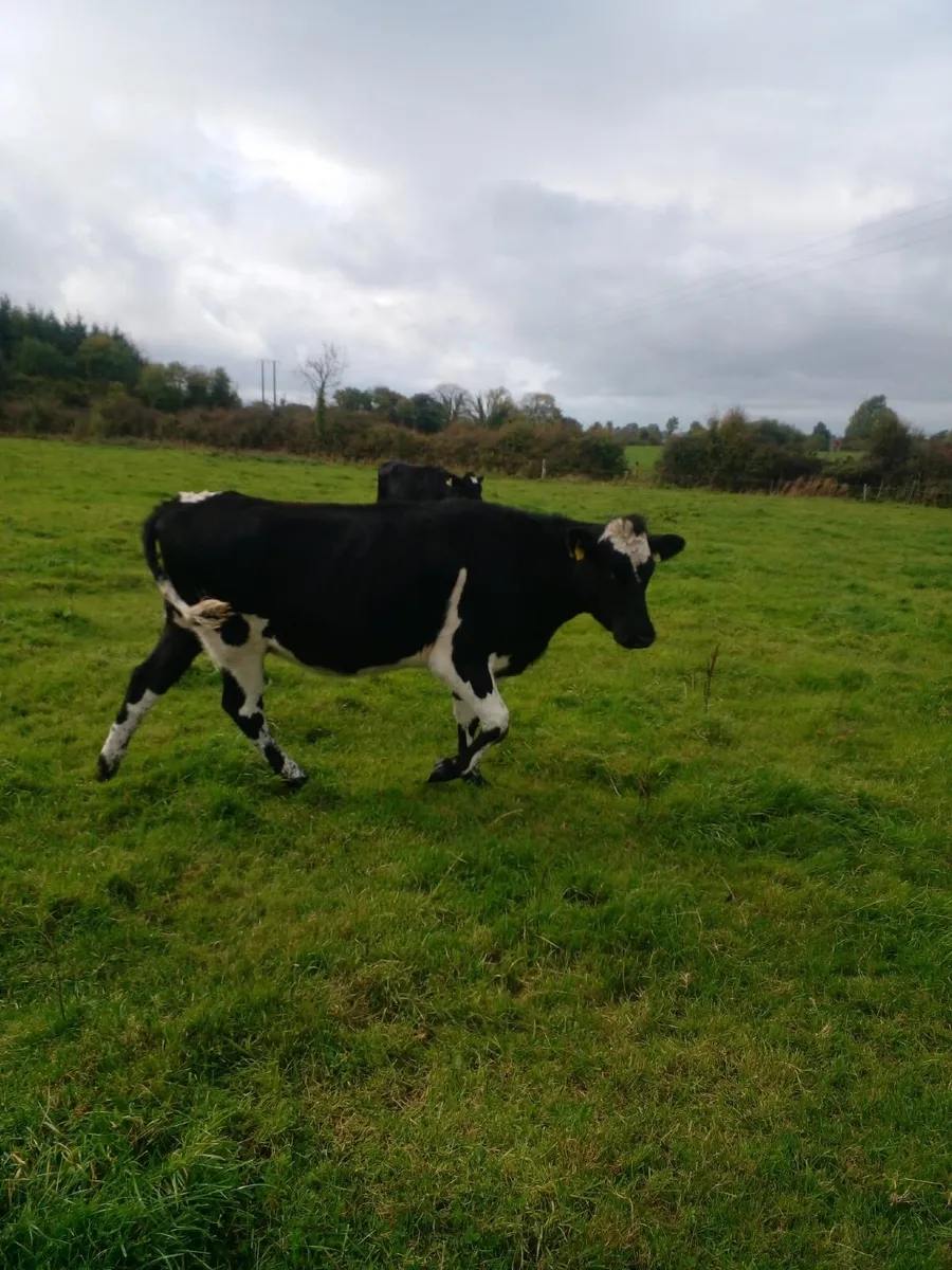 Incalf Heifers - Image 1