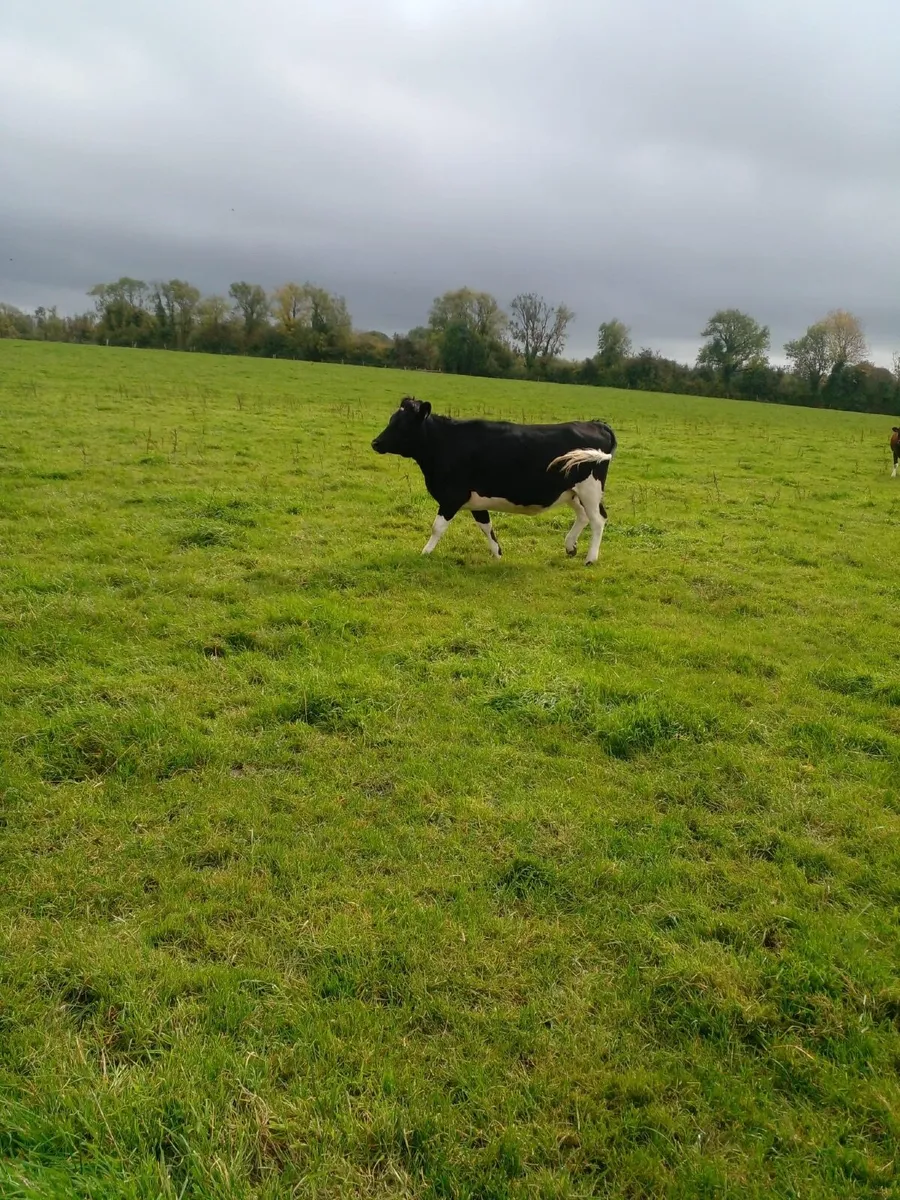 Incalf Heifers - Image 2
