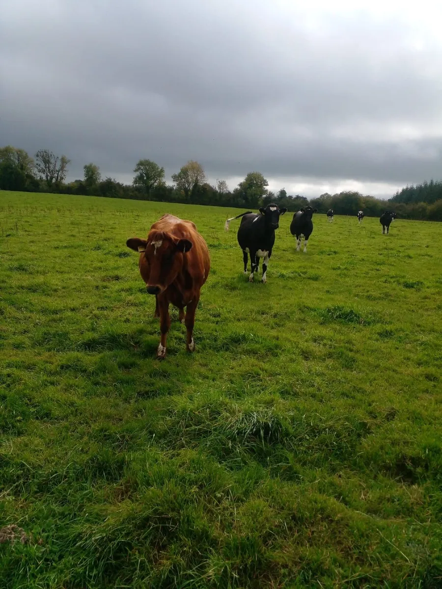 Incalf Heifers - Image 3
