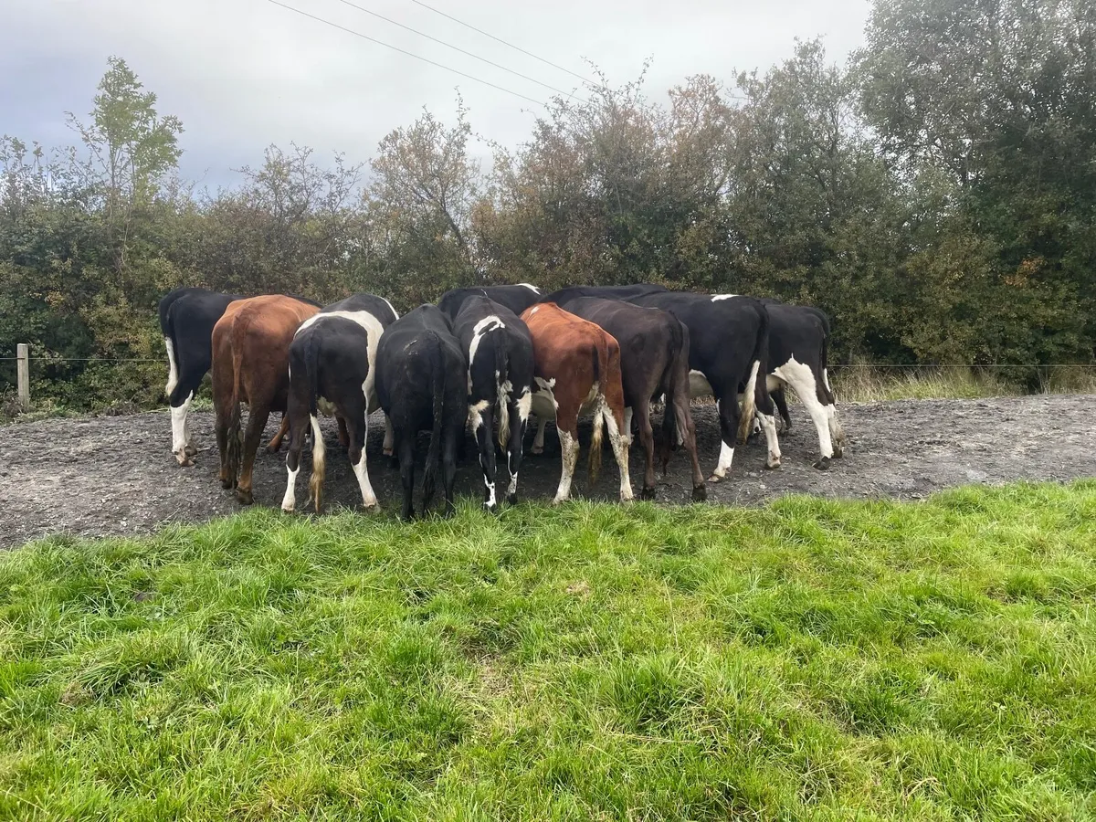 Incalf Heifers - Image 4