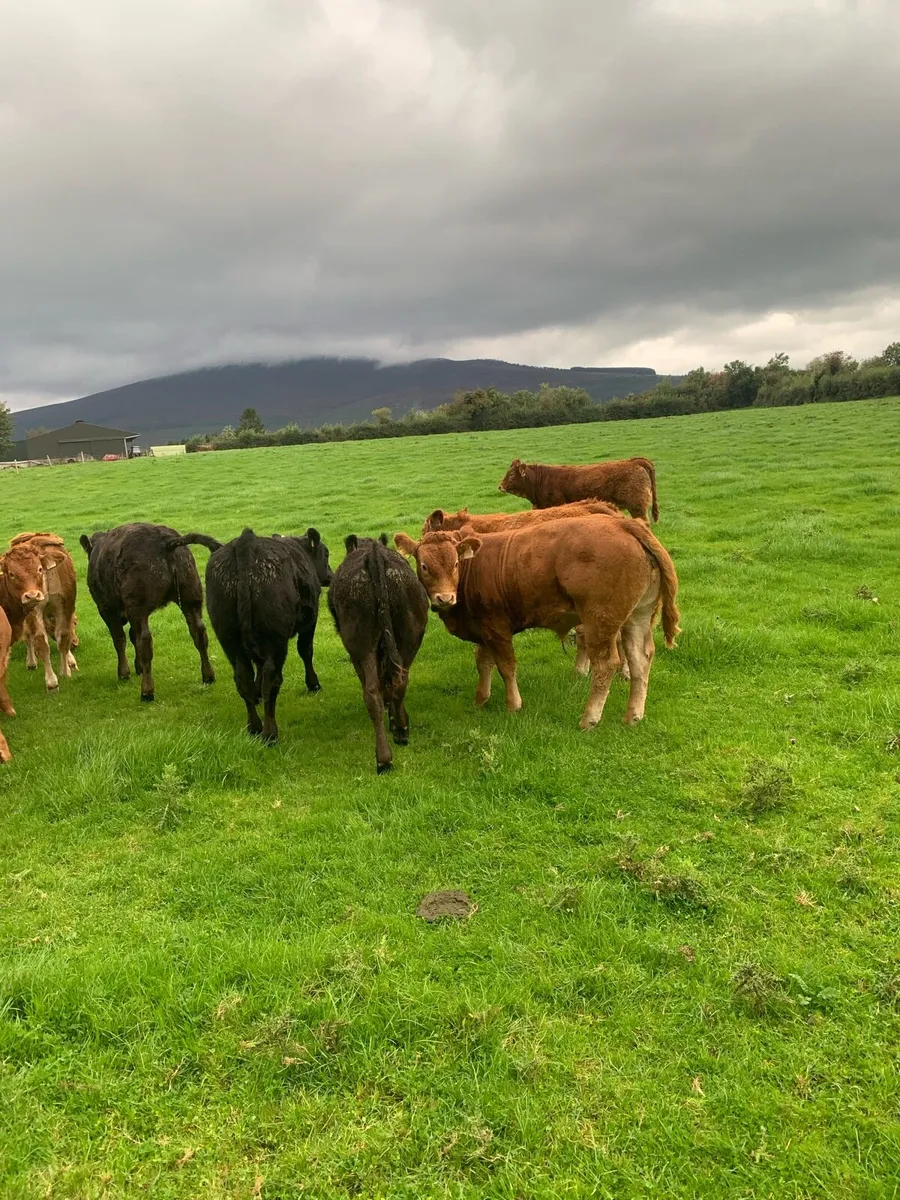 Limousine weanlings full organic symbol - Image 1