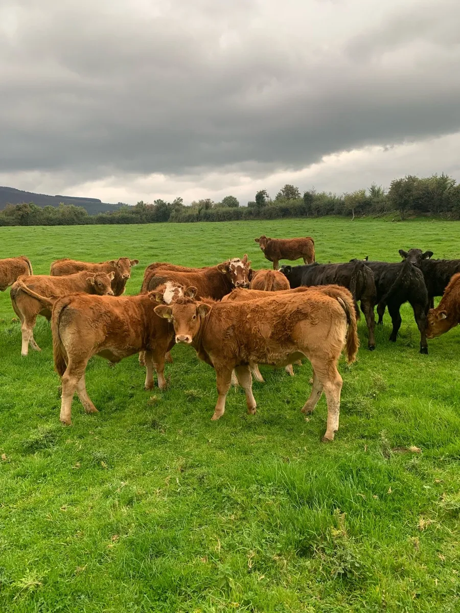 Limousine weanlings full organic symbol - Image 2