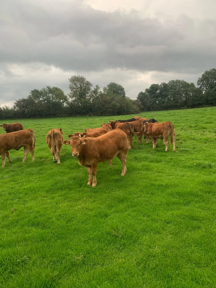 Limousine weanlings full organic symbol - Image 3