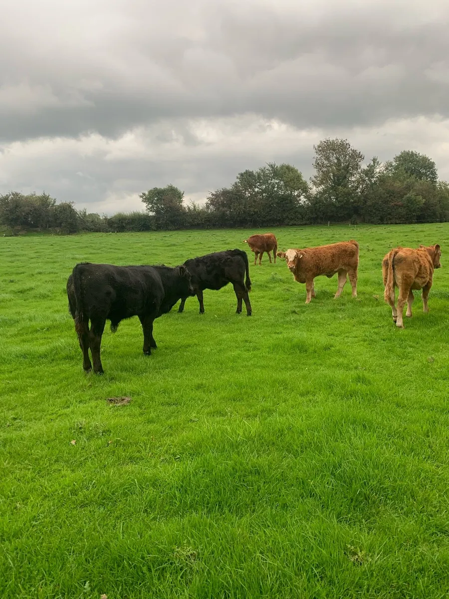 Limousine weanlings full organic symbol - Image 4