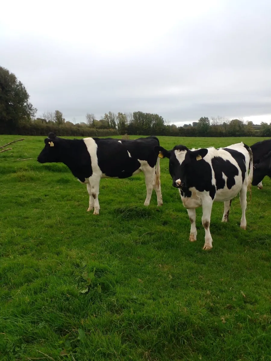 Incalf Heifers - Image 1