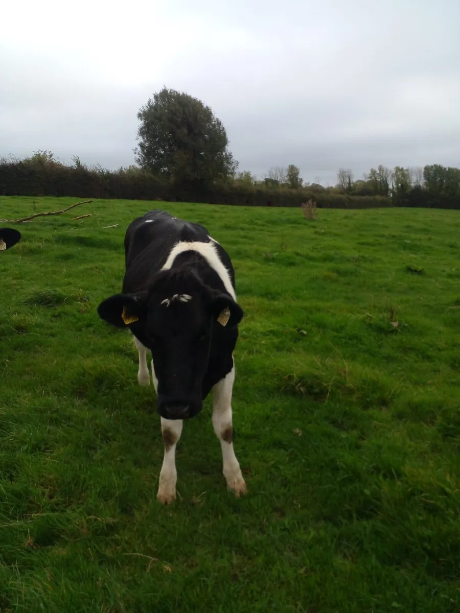 Incalf Heifers - Image 2