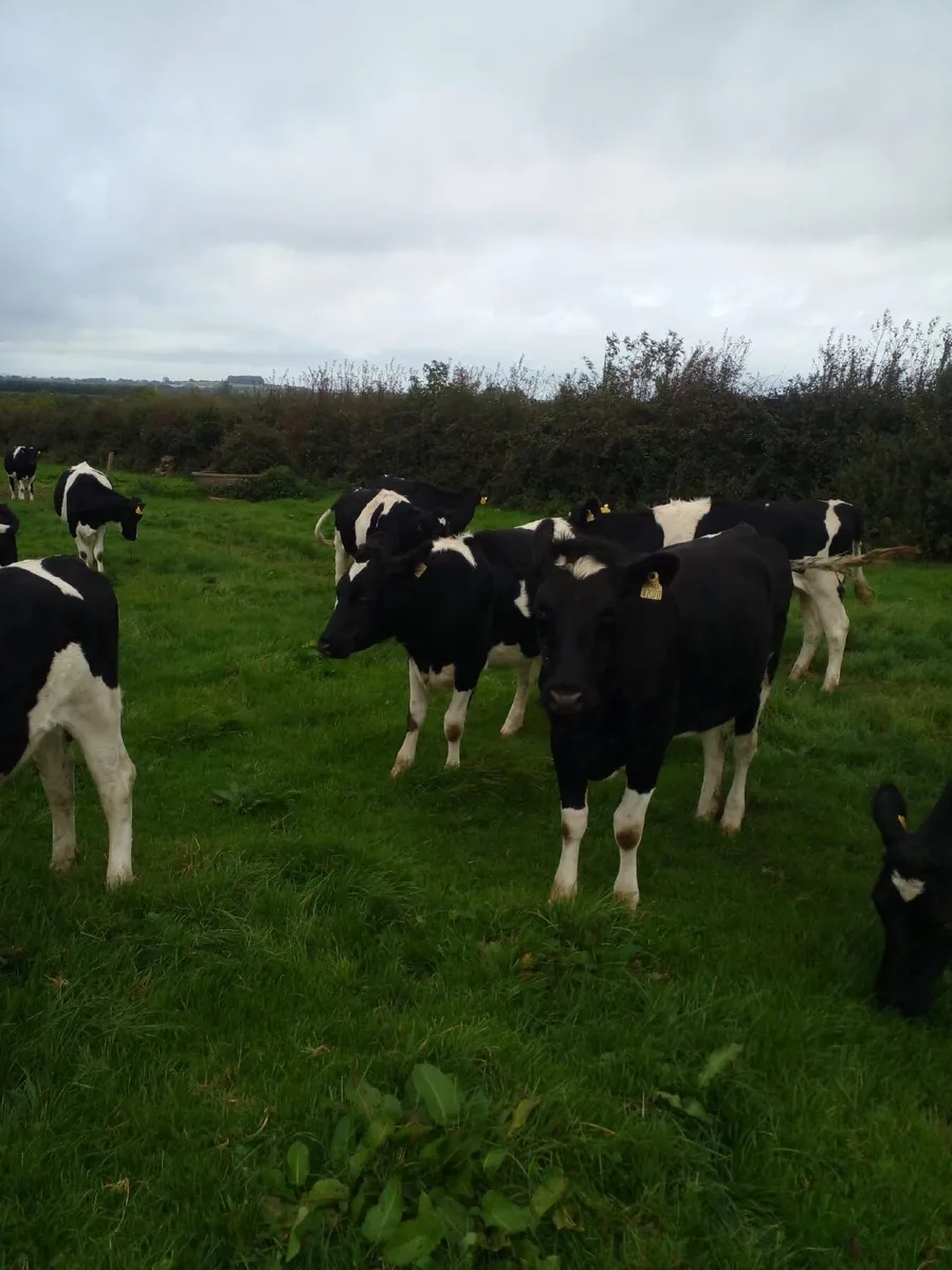 Incalf Heifers - Image 4