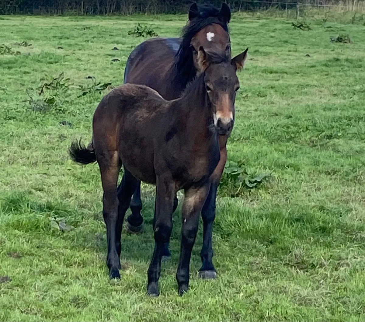 Selection of fully reg Connemara foals - Image 4