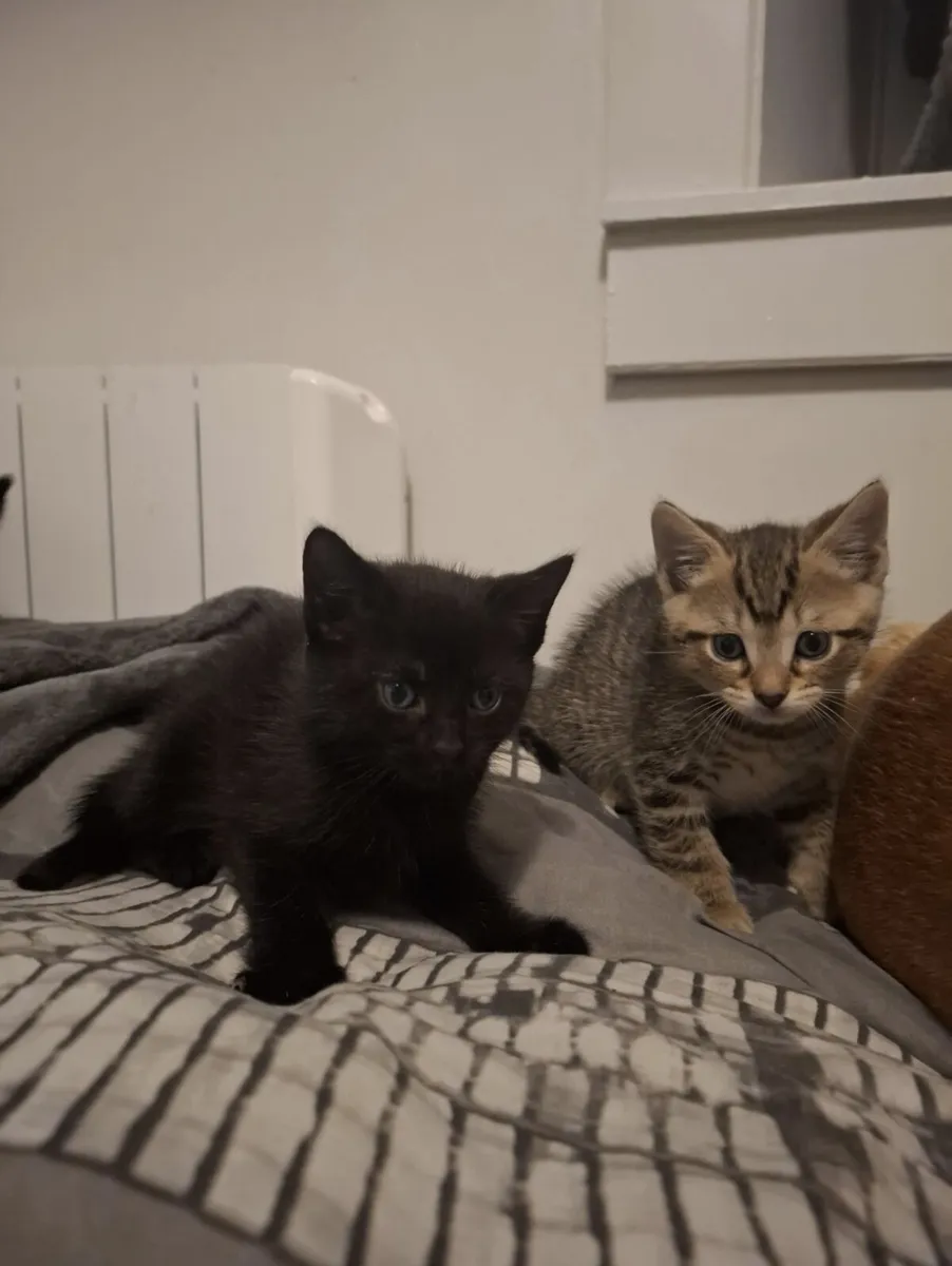 Kittens - Image 3
