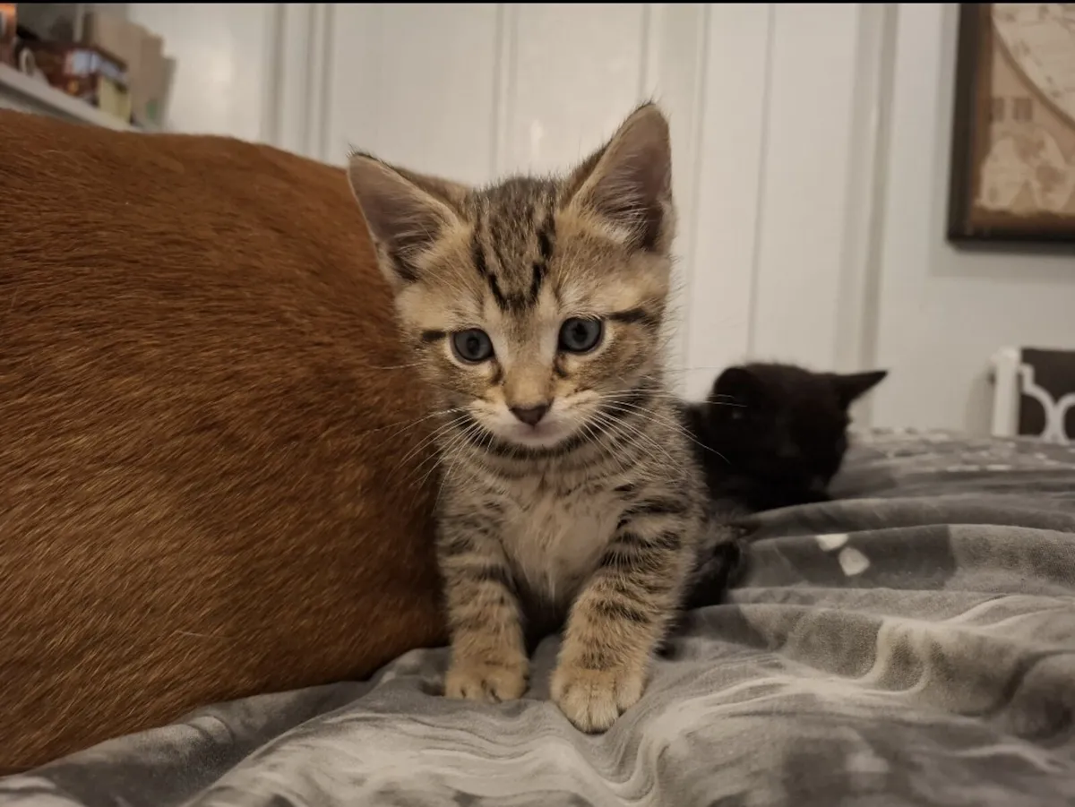 Kittens - Image 4