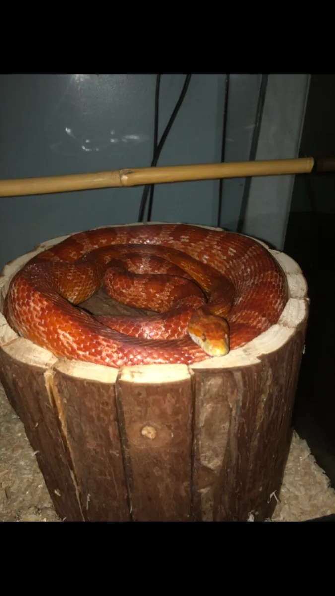 Corn snake + setup - Image 1