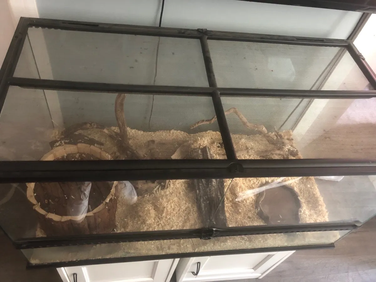 Corn snake + setup - Image 2