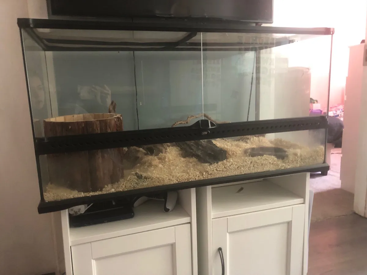 Corn snake + setup - Image 3