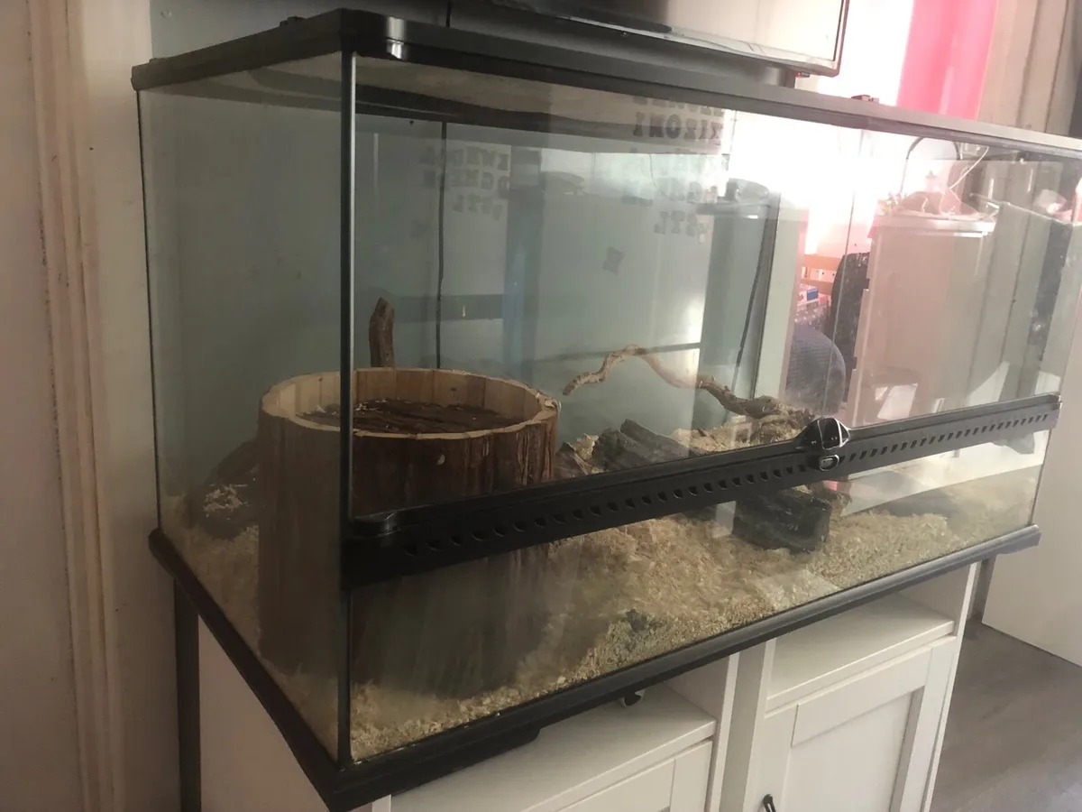 Corn snake + setup - Image 4