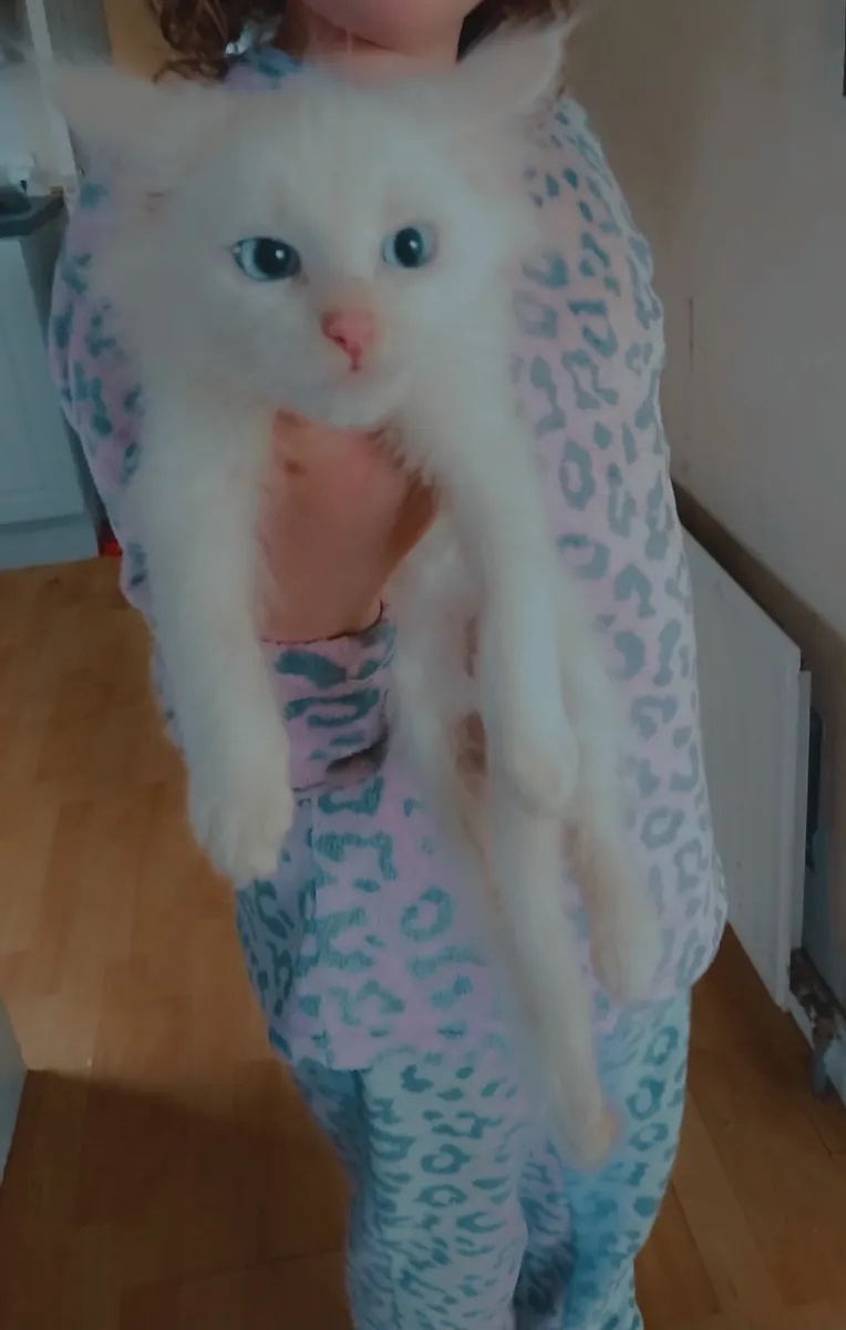 Mainecoon - Image 1