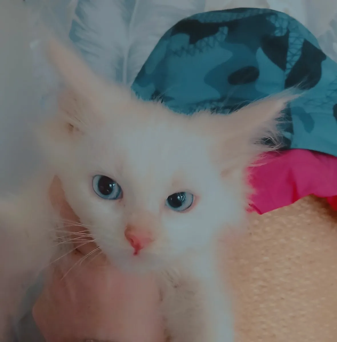 Mainecoon - Image 2
