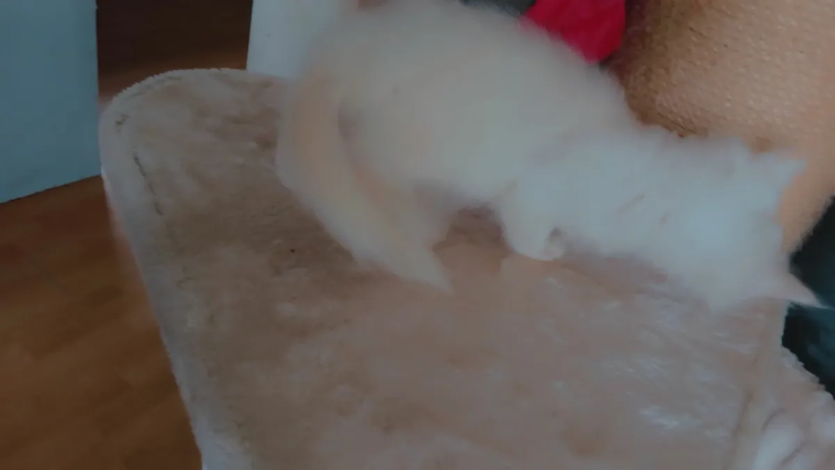 Mainecoon - Image 3