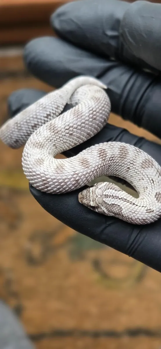 Hognose Snakes - Image 3