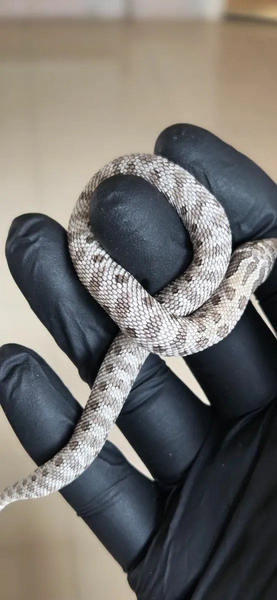 Hognose Snakes - Image 1