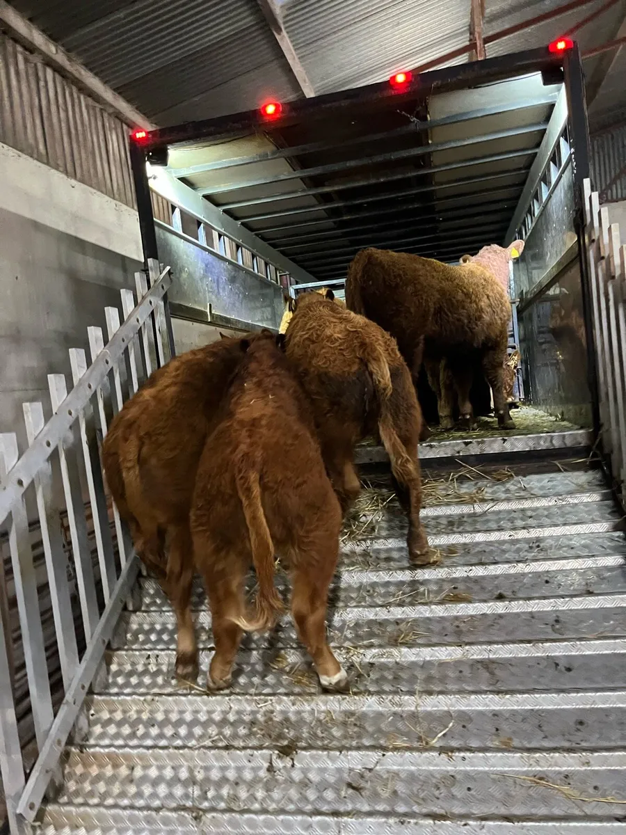 12 Super 250Kg Red Limousin Bull Weanlings - Image 1